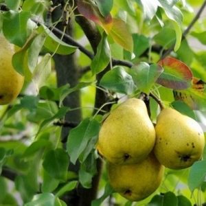 نهال گلابی شاهی