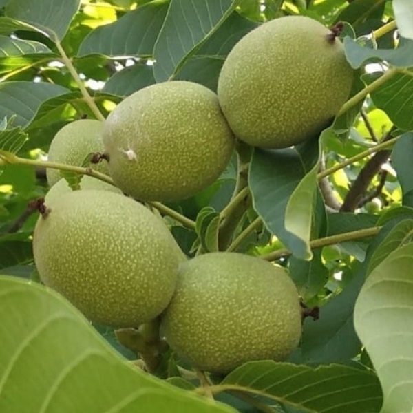 فروش نهال گردو کانادایی
