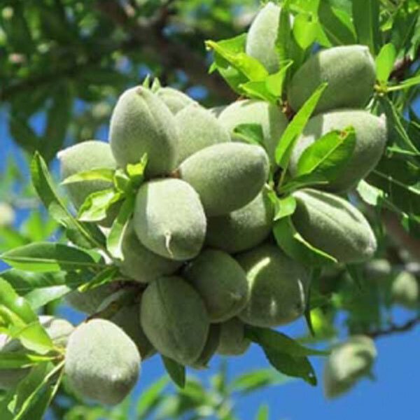 خرید نهال بادام سهند