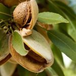 خرید نهال بادام شمشیری