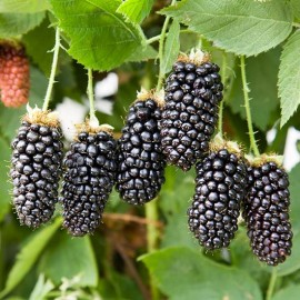 خرید نهال بلک بری 